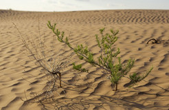 從專利申請的角度淺析沙漠種樹技術